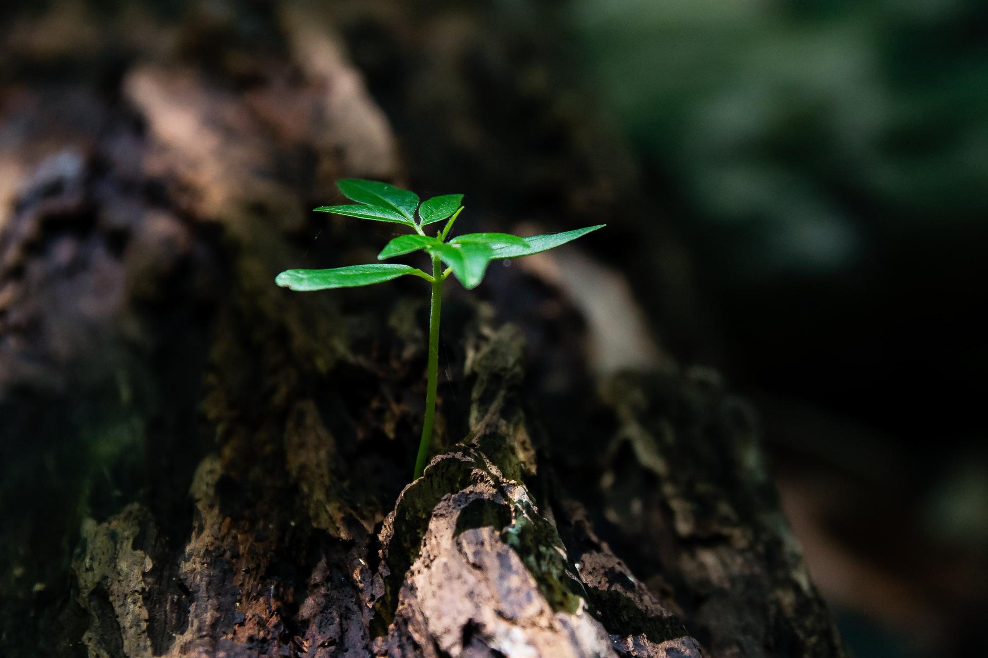 Building a Home Garden for Better Mental and Physical Health